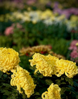 小众送妈妈的花有哪些花