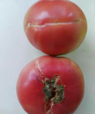 小众送妈妈的花有哪些花