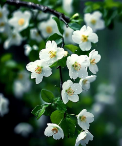 小众送妈妈的花有哪些花