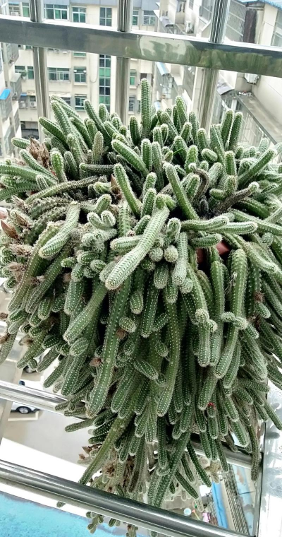 小众送妈妈的花有哪些花