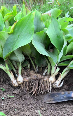 小众送妈妈的花有哪些花