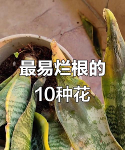 小众送妈妈的花有哪些花