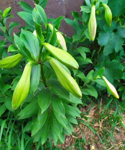 小众送妈妈的花有哪些花