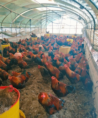 小众送妈妈的花有哪些花