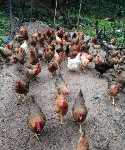 小众送妈妈的花有哪些花