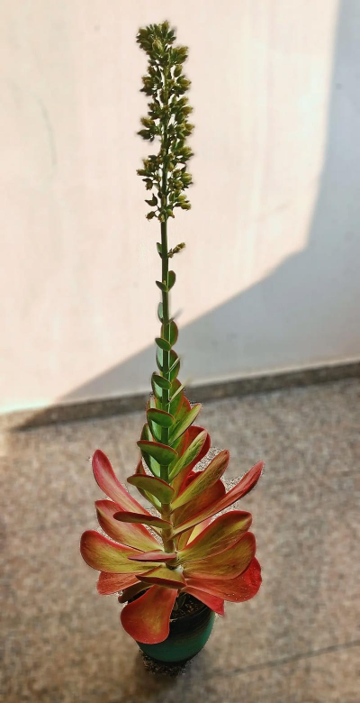 小众送妈妈的花有哪些花