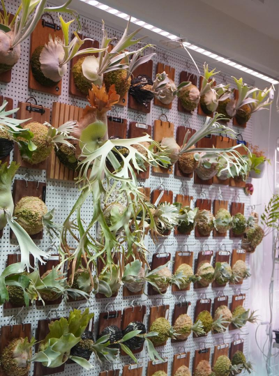 小众送妈妈的花有哪些花