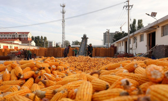 小众送妈妈的花有哪些花