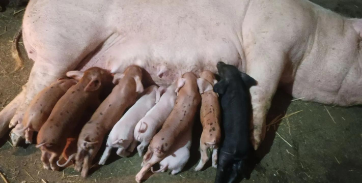 小众送妈妈的花有哪些花