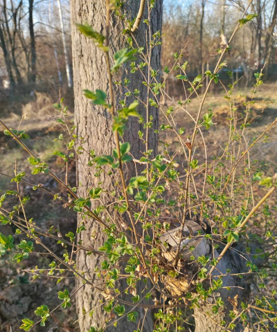 小众送妈妈的花有哪些花