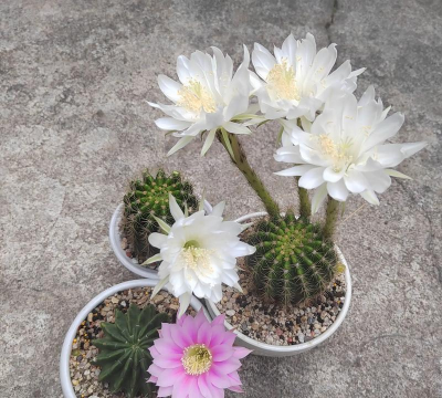 小众送妈妈的花有哪些花