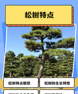 松树的外形特征