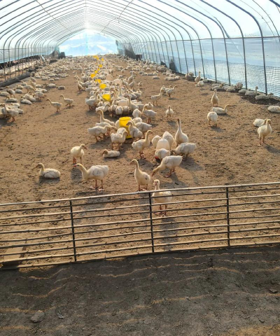 小众送妈妈的花有哪些花