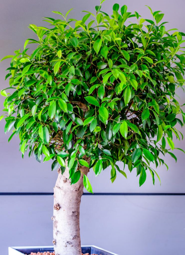 小众送妈妈的花有哪些花