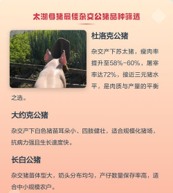太湖母猪要什么公猪配种最好