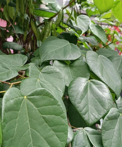 小众送妈妈的花有哪些花