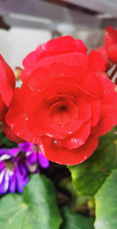 小众送妈妈的花有哪些花