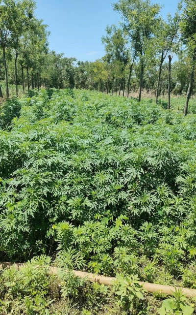 益母草种植需要哪些条件