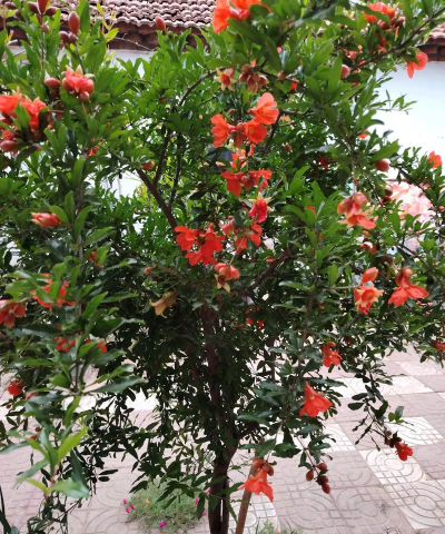 小众送妈妈的花有哪些花