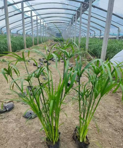 小众送妈妈的花有哪些花