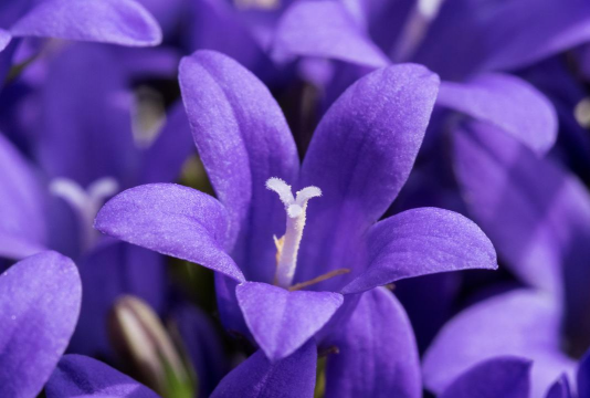 小众送妈妈的花有哪些花