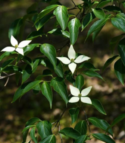 尖形叶的花有哪些