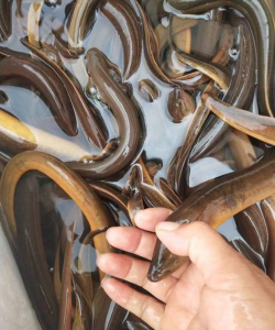 小众送妈妈的花有哪些花