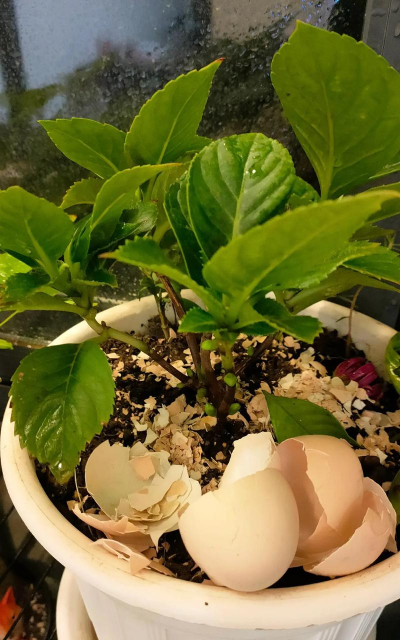 小众送妈妈的花有哪些花