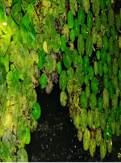 水里可吃的植物有哪些