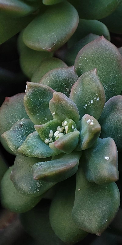 小众送妈妈的花有哪些花