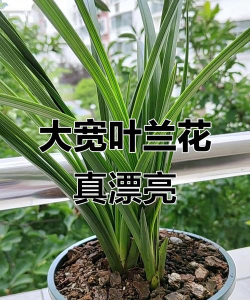 大叶子的什么兰