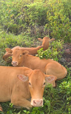 小众送妈妈的花有哪些花