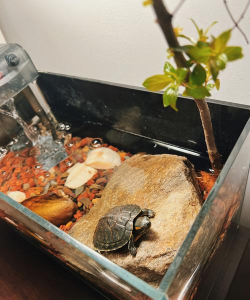 小众送妈妈的花有哪些花