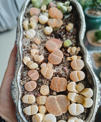 小众送妈妈的花有哪些花