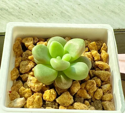 小众送妈妈的花有哪些花