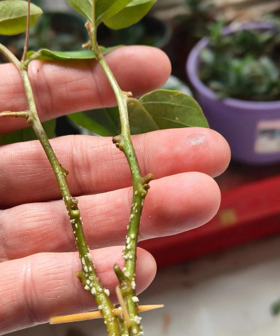 小众送妈妈的花有哪些花