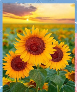 小众送妈妈的花有哪些花