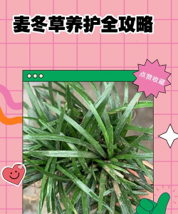 麦冬草坪的种植与养护