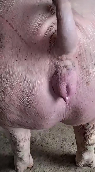 母猪发抖是什么原因