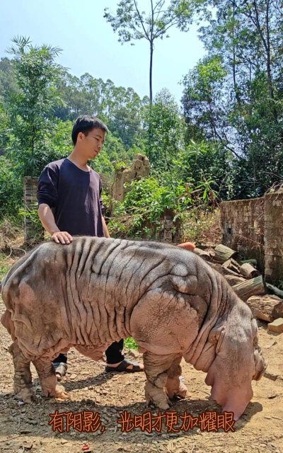 太湖猪配什么公猪好