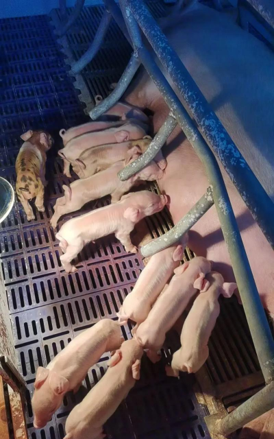 什么品种的母猪产仔多