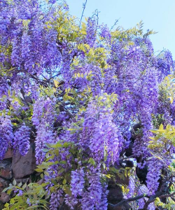 小众送妈妈的花有哪些花