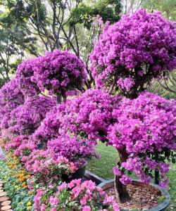 深圳四季都有哪些花