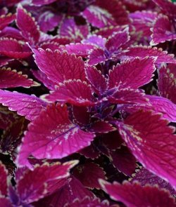 小众送妈妈的花有哪些花