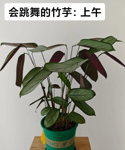 小众送妈妈的花有哪些花