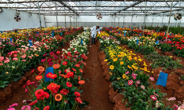 小众送妈妈的花有哪些花