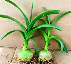 旱生花卉植物有哪些品种