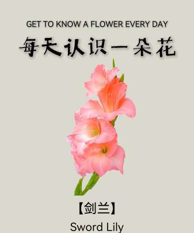 小众送妈妈的花有哪些花