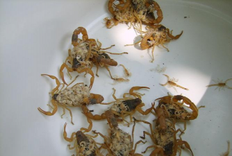 小众送妈妈的花有哪些花