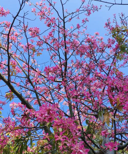 小众送妈妈的花有哪些花